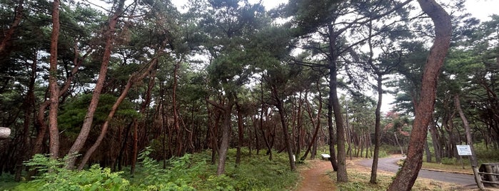 お幕場森林公園 is one of 日本の白砂青松100選.