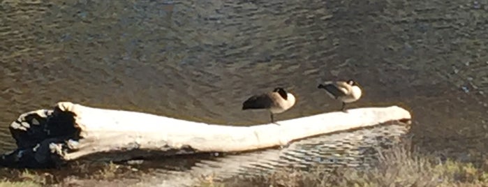 Moran Lake Park & Beach is one of Beaches in Santa Cruz County.