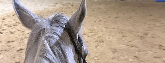 مركز منيرا للخيول is one of Horseback Riding for women in Riyadh.