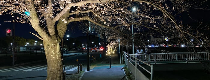 秦野市立中央運動公園 is one of 神奈川県の公園.