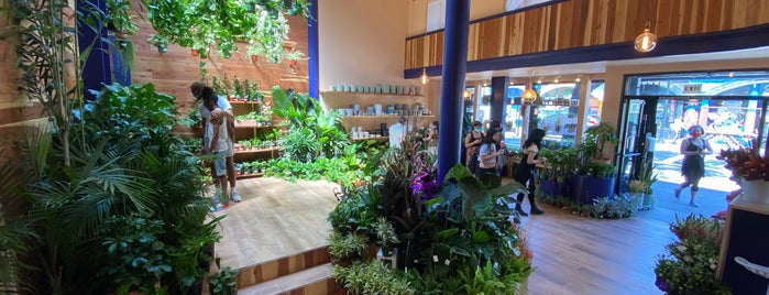 The Mellow is one of The 15 Best Flower Stores in San Francisco.