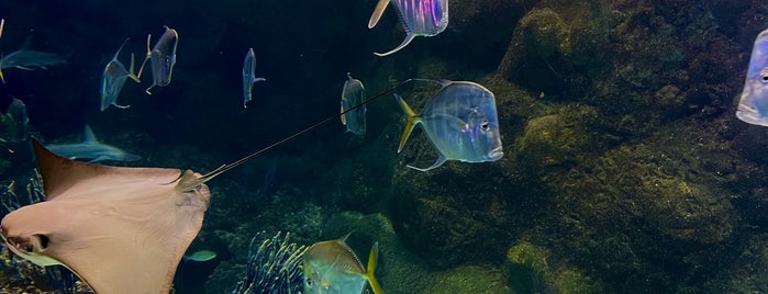 Scott Aquarium is one of Top picks for Zoos or Aquariums.