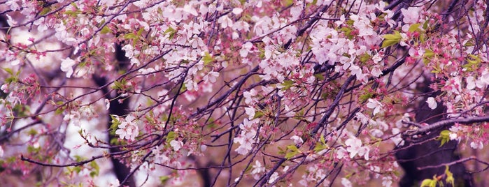 Cherry Blossoms is one of The 15 Best Places for Cherries in Washington.