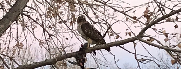 South Platte Park and Carson Nature Center is one of Denver Sites.