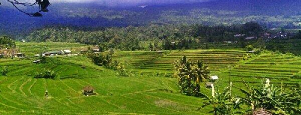 Jatiluwih Rice Terraces is one of My outdoors.