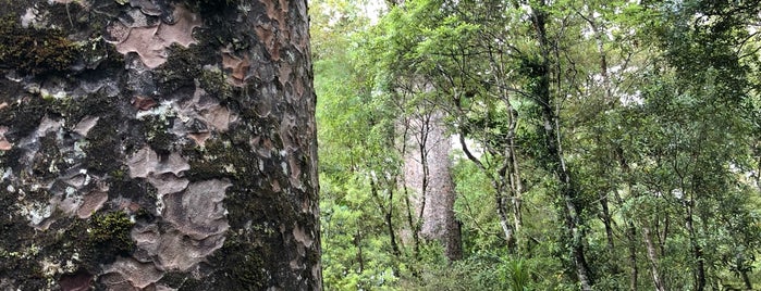 Waipoua Forest is one of Posti che sono piaciuti a Katya.
