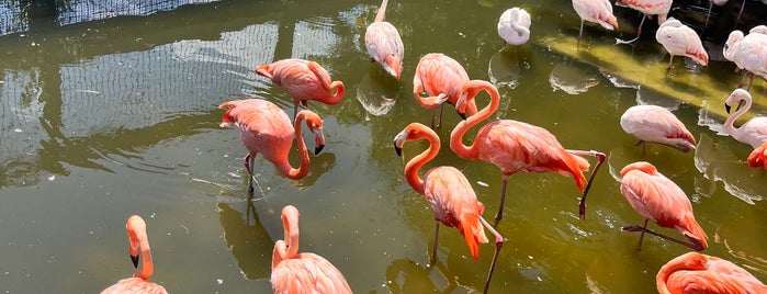 Gatorland - Aviary is one of Favorite Places in Florida.