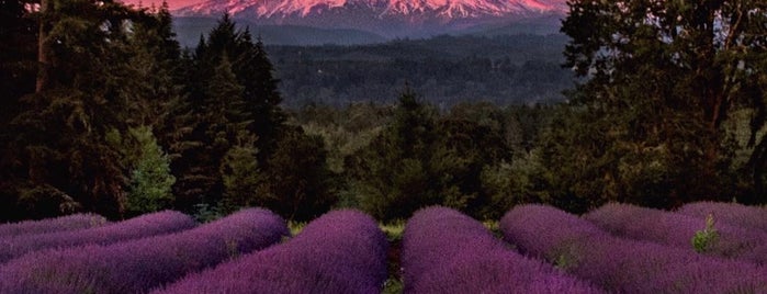 Oregon Lavender Farm is one of Tempat yang Disukai Matt.