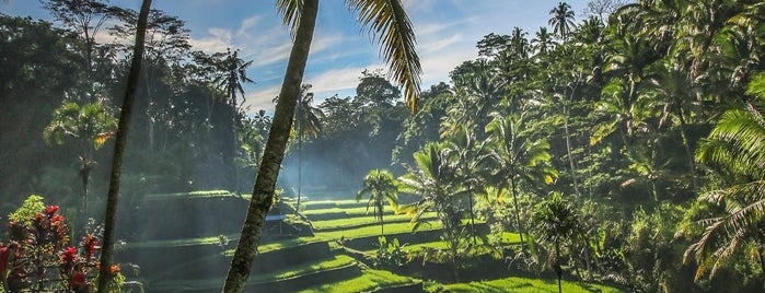 Tegallalang Rice Terraces is one of Bali Getaway.