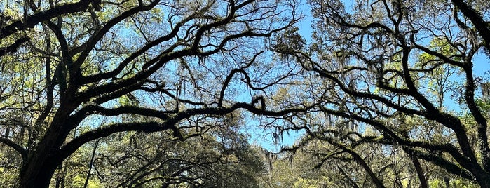 Wormsloe State Historic Site is one of Savannah.