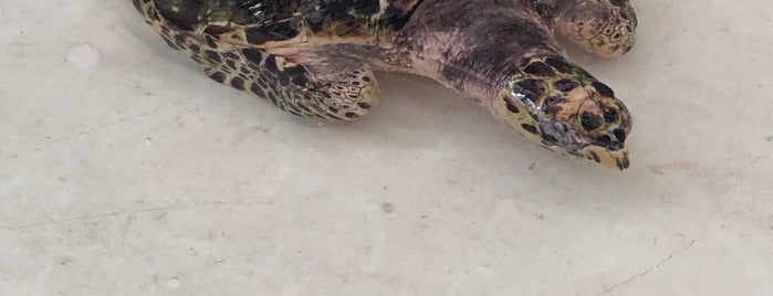 Old Hegg Turtle Sanctuary is one of Grenada cruise.