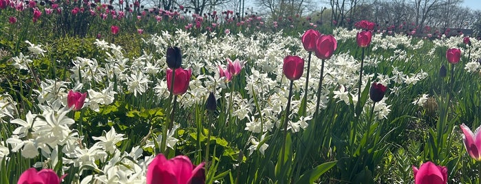 Lurie Garden is one of Spring Break!.