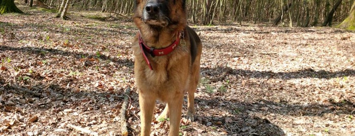 PÓLUS Kutyakiképző Iskola is one of Dog's Best Friend badge.