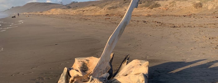 Pajaro Dunes - Shorebirds is one of Beaches.