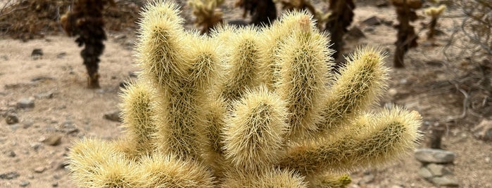 Cholla Cactus Garden is one of Psalm Sprangs.