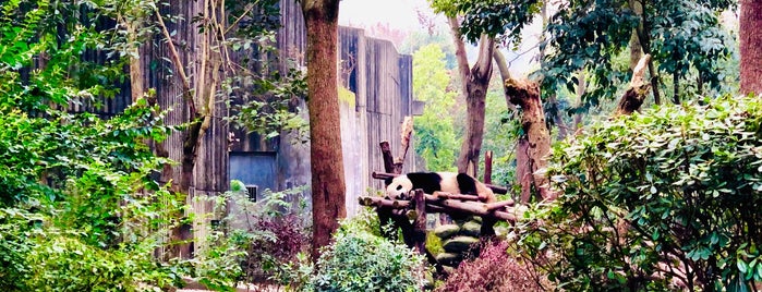 No. 14 Giant Panda Enclosure is one of Kelley 님이 저장한 장소.