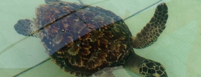 Batu Hiu Turtle's Conservation is one of Holiday (Yogya - Pangandaran - Semarang).