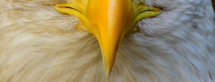 Showtimes The Circus