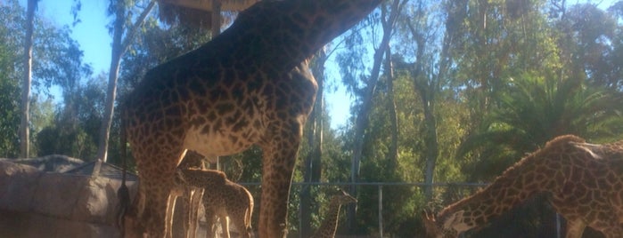 San Diego Zoo is one of Tempat yang Disukai Shannon.