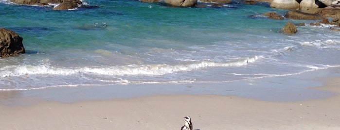 Boulders Beach Penguin Colony is one of south africa.