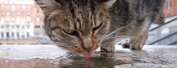 Santuario de gatos is one of Lugares favoritos de Thunder.