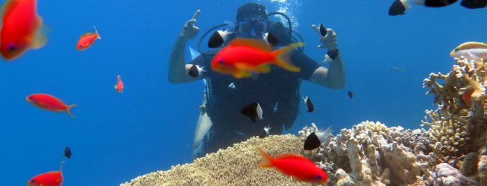 Shark & Yolanda Reef - Dive Site is one of Orte, die Acalya gefallen.