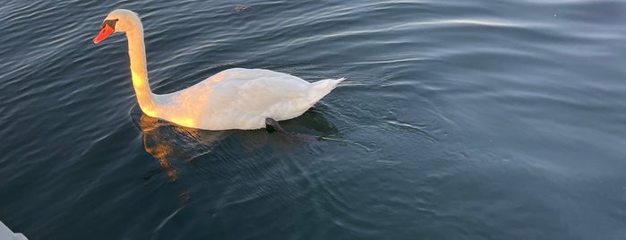 Long Island Sound is one of favorites.