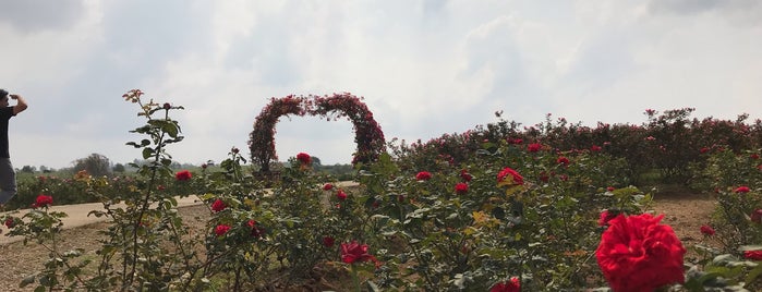 Faprathan Rose Park is one of นครราชสีมา.