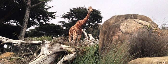 San Francisco Zoo is one of Tempat yang Disukai Greg.