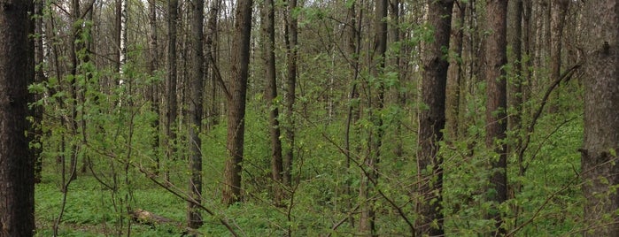 Митинский лес is one of Избранное.