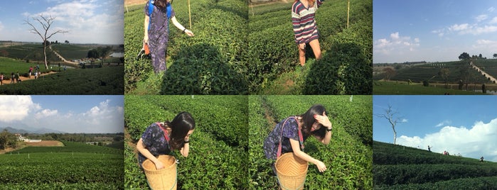 Choui Fong Tea Plantation is one of Tips 🍹Tückÿ♛Vïvä🍹.
