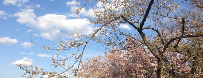 National Cherry Blossom Festival 2013 is one of DC's favorites.