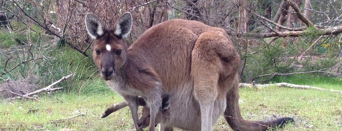 Yelverton Brook Eco Spa Retreat and Conservation Sanctuary Cottage Margaret River is one of Ben’s Liked Places.