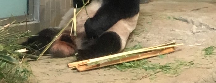 Giant Panda is one of Tempat yang Disukai mayumi.