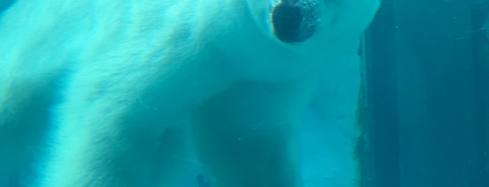 Polar Bear & Seal Oceans is one of Orte, die mayumi gefallen.