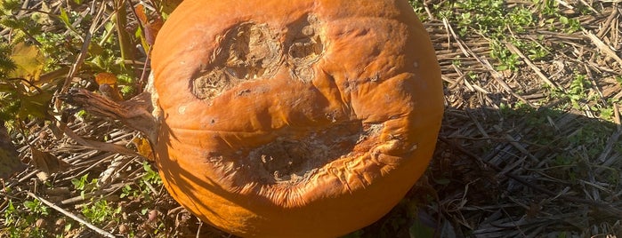 Gaver Farm is one of Perfect Pumpkin Patches in DMV.