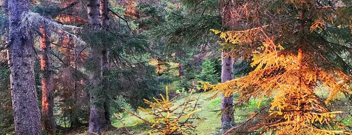 Kayabaşı Tabiat Parkı is one of Trabzon.