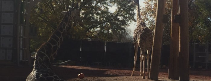 Giraffe House at Denver Zoo is one of Natalie 님이 좋아한 장소.