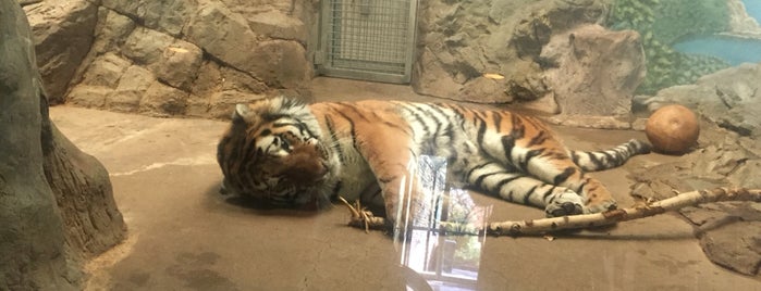 Tiger Exhibit Denver Zoo is one of Natalie'nin Beğendiği Mekanlar.