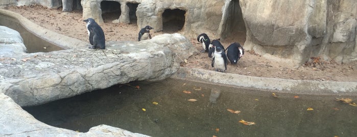 Penguin Exhibit at Denver Zoo is one of Posti che sono piaciuti a Robyn.