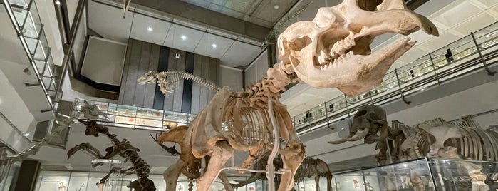 Cambridge University Museum Of Zoology is one of FUI.