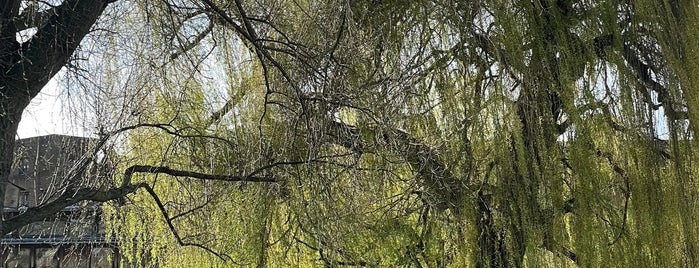 Sheep's Green / Lammas Land is one of Cambridge.