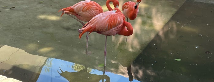 Zoo Culiacán is one of Lugares Favoritos.