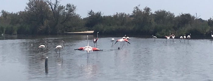 Flamant Rose Spot is one of Other places Europe.