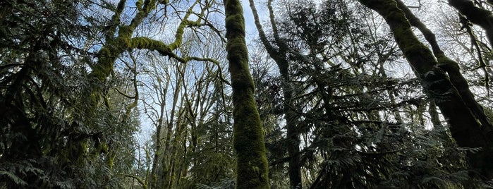 The Grand Forest is one of Bainbridge and beyond.