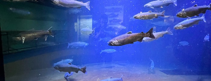 Alaska Sea Life Center is one of Essential Anchorage Experiences.