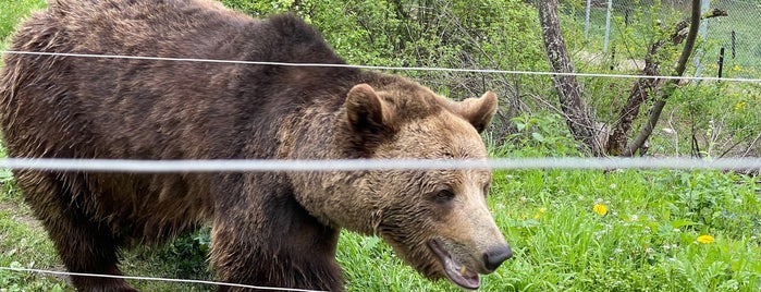 Парк за танцуващи мечки is one of Родопи 2021.
