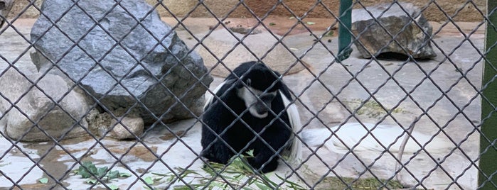 Colobus Monkey is one of Lugares favoritos de Ryan.