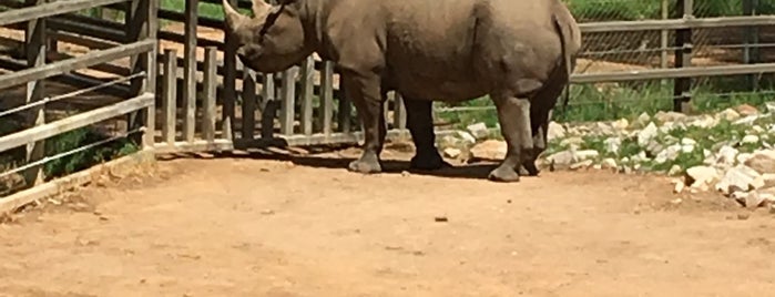 Black Rhino Enclosure is one of Lugares favoritos de Antonio.