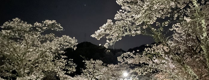 桜淵公園 is one of 愛知県の桜スポット.